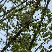 Garden Warbler