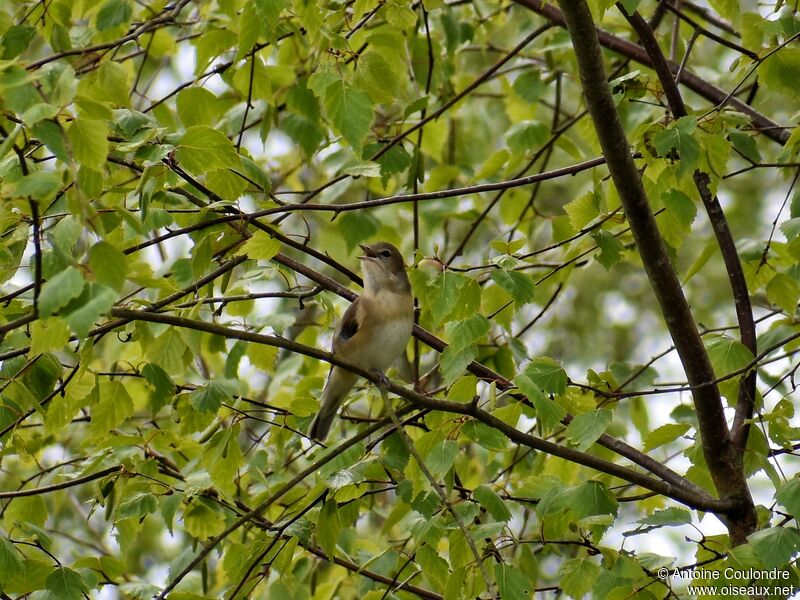 Garden Warbler male adult breeding, song