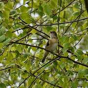 Garden Warbler