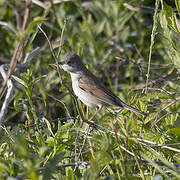 Common Whitethroat