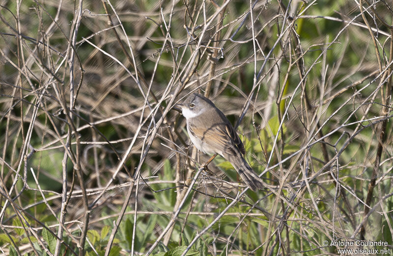 Fauvette grisette mâle adulte nuptial