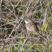 Common Whitethroat