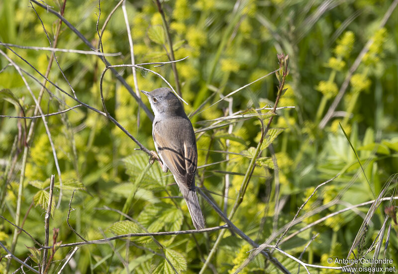 Common Whitethroatadult breeding