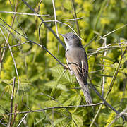 Common Whitethroat