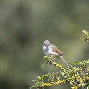 Common Whitethroat