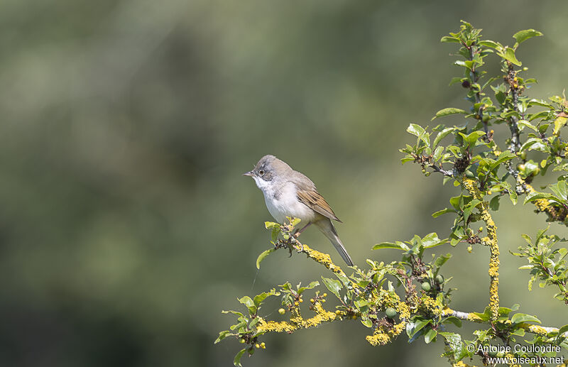 Common Whitethroatadult breeding