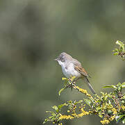 Common Whitethroat