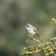 Fauvette grisette