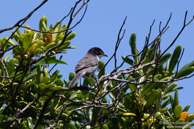 Sardinian Warbler male adult breeding