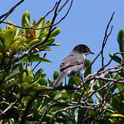 Sardinian Warbler