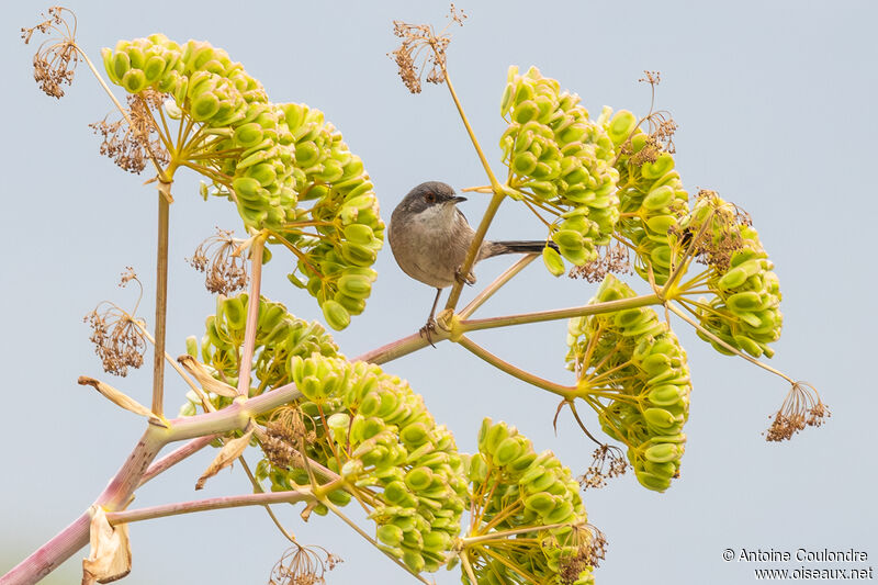 Sardinian Warbler female adult breeding