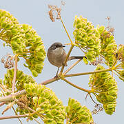 Sardinian Warbler