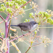 Sardinian Warbler