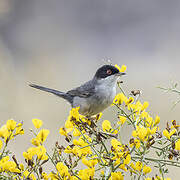 Sardinian Warbler