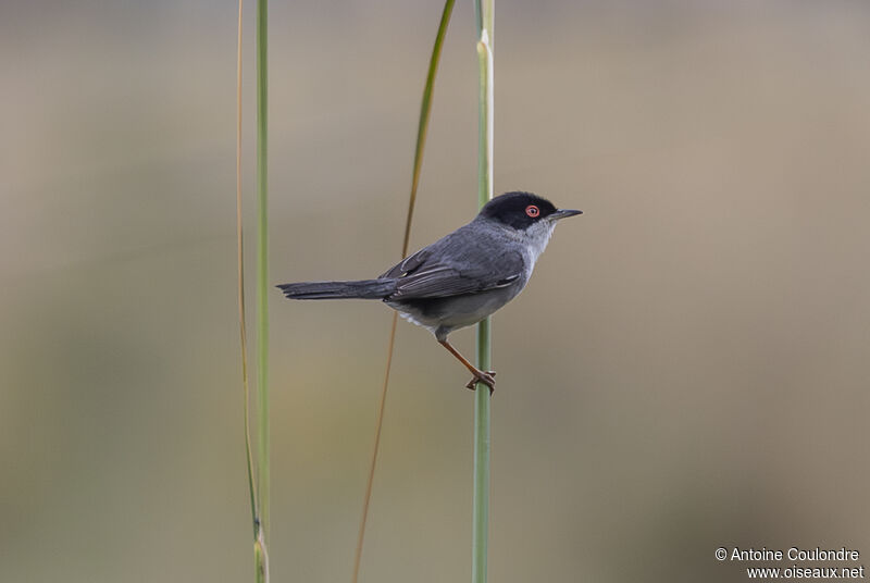 Sardinian Warbler male adult breeding