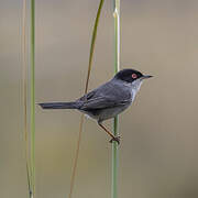 Sardinian Warbler