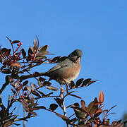 Dartford Warbler