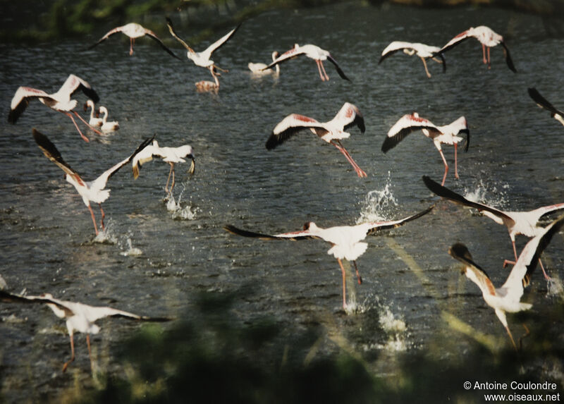 Lesser Flamingoadult, Flight