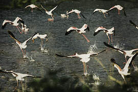 Lesser Flamingo