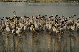 Lesser Flamingo