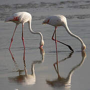 Greater Flamingo