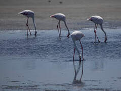 Flamant rose