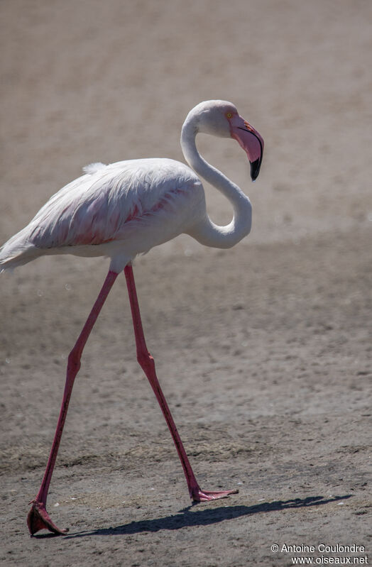 Flamant roseadulte, marche