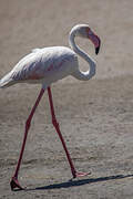 Greater Flamingo