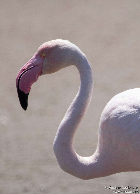 Flamant roseadulte, portrait