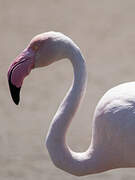 Flamant rose