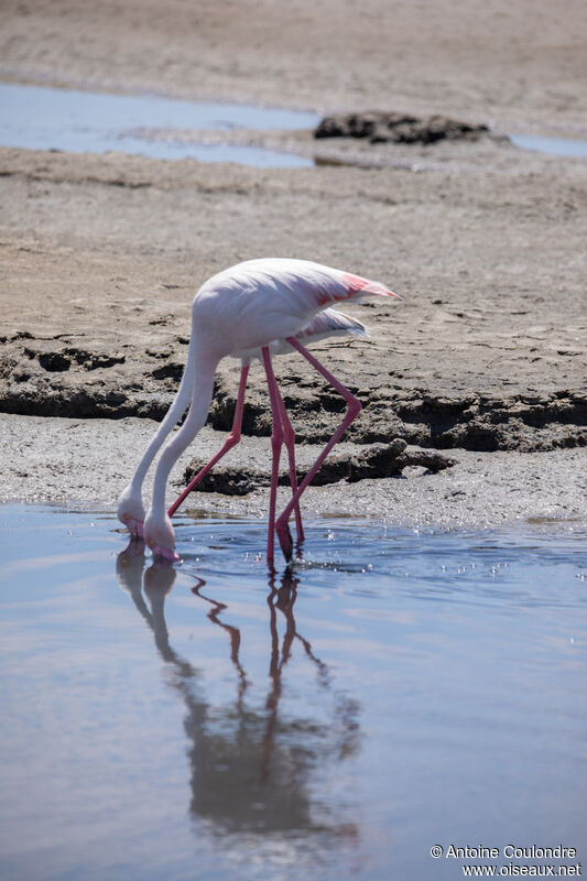 Flamant roseadulte, mange