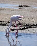 Flamant rose