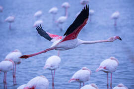 Flamant rose