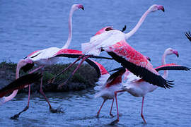 Greater Flamingo