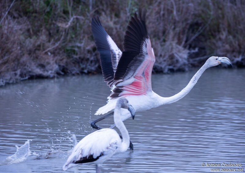 Greater Flamingoimmature