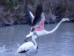 Greater Flamingo