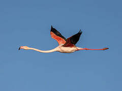 Greater Flamingo