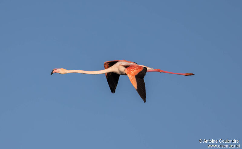 Greater Flamingoadult, Flight