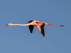 Greater Flamingo