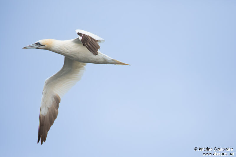 Northern Gannetadult breeding