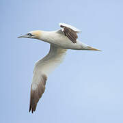 Northern Gannet