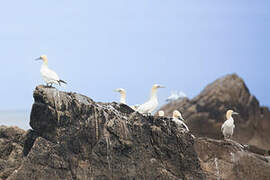 Northern Gannet