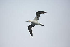 Northern Gannet