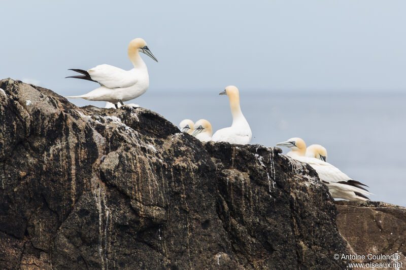 Northern Gannetadult