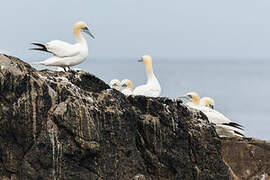 Northern Gannet