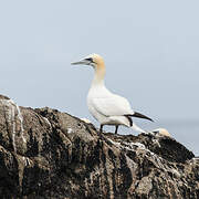 Northern Gannet