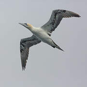 Northern Gannet