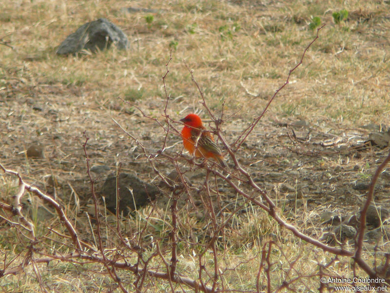 Red Fody male adult breeding