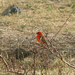 Foudi rouge