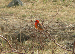 Foudi rouge